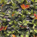 Siepe artificiale sintetica Photinia