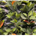 Siepe artificiale sintetica Photinia