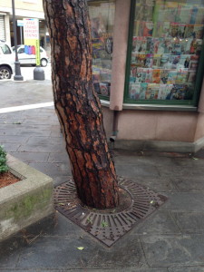 Griglia protezione aiuola alberi e piante - esempio di salva spazio